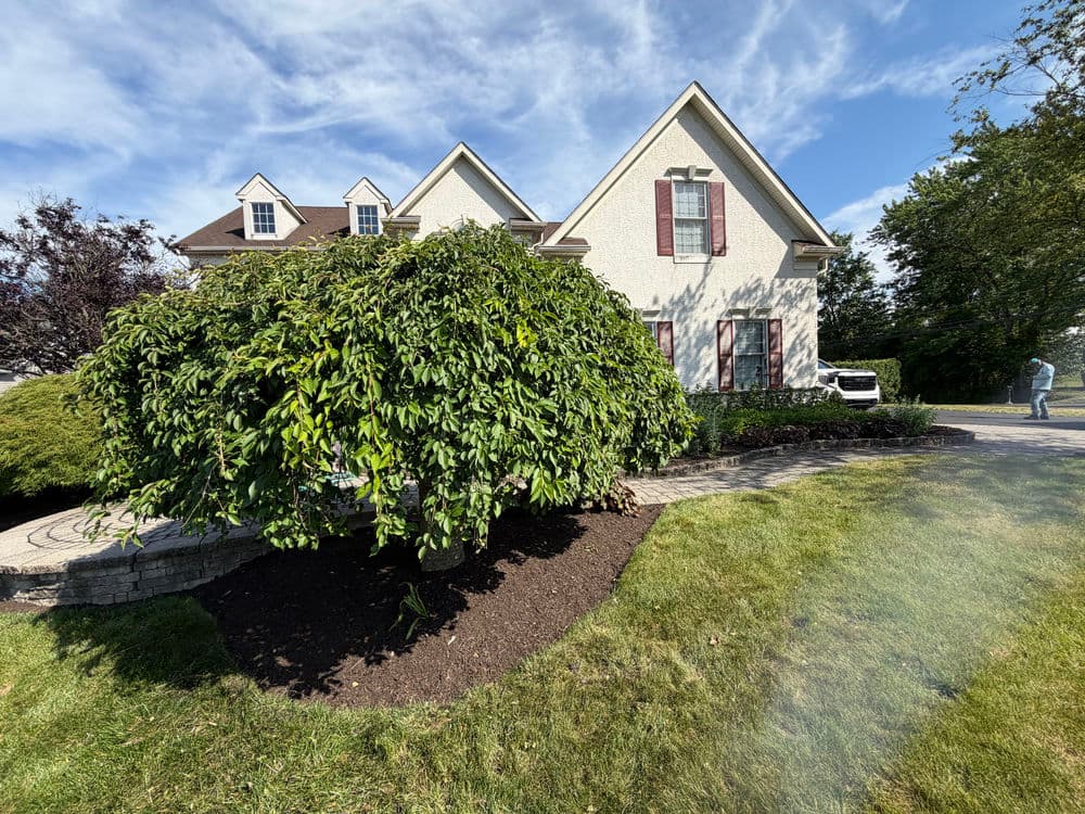 Gallery photos for Landscape Bed Maintenance & Shrub Trimming in Pipersville, PA: Image #1