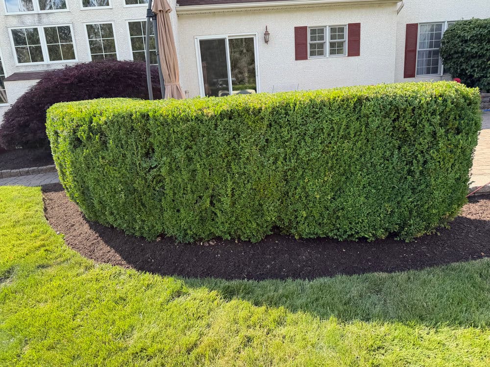 Gallery photos for Landscape Bed Maintenance & Shrub Trimming in Pipersville, PA: Image #4